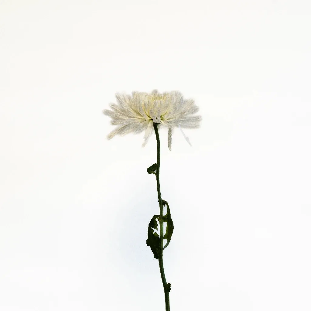 Apple Crisp Green Flower