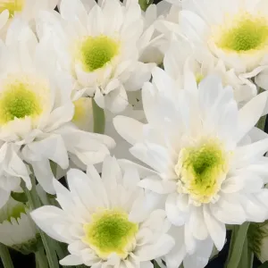 Apple Crisp Green Flower
