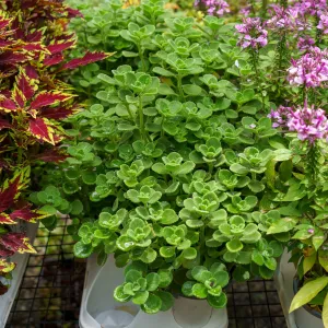Cerveza 'n Lime Plectranthus