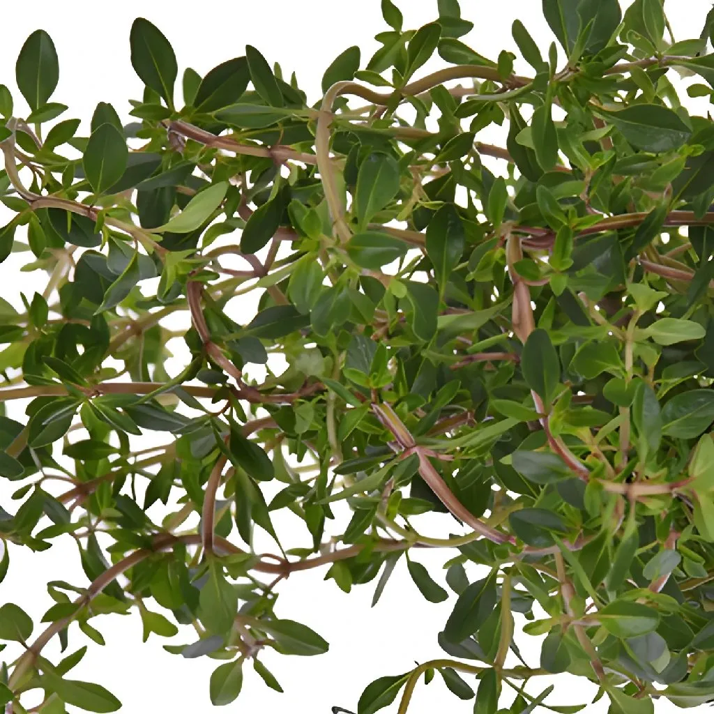 Fresh Cut Bulk Thyme Herb