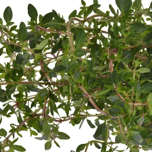 Fresh Cut Bulk Thyme Herb