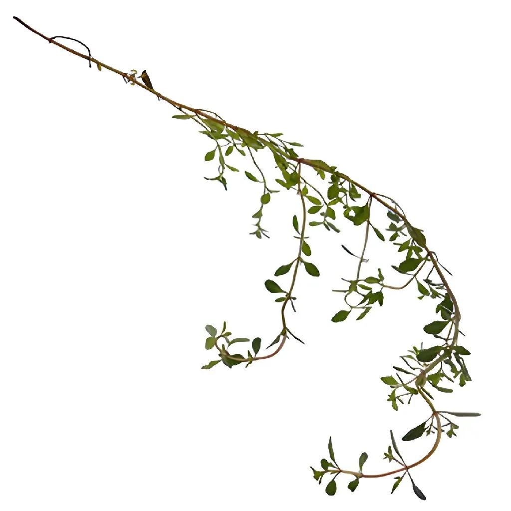 Fresh Cut Bulk Thyme Herb