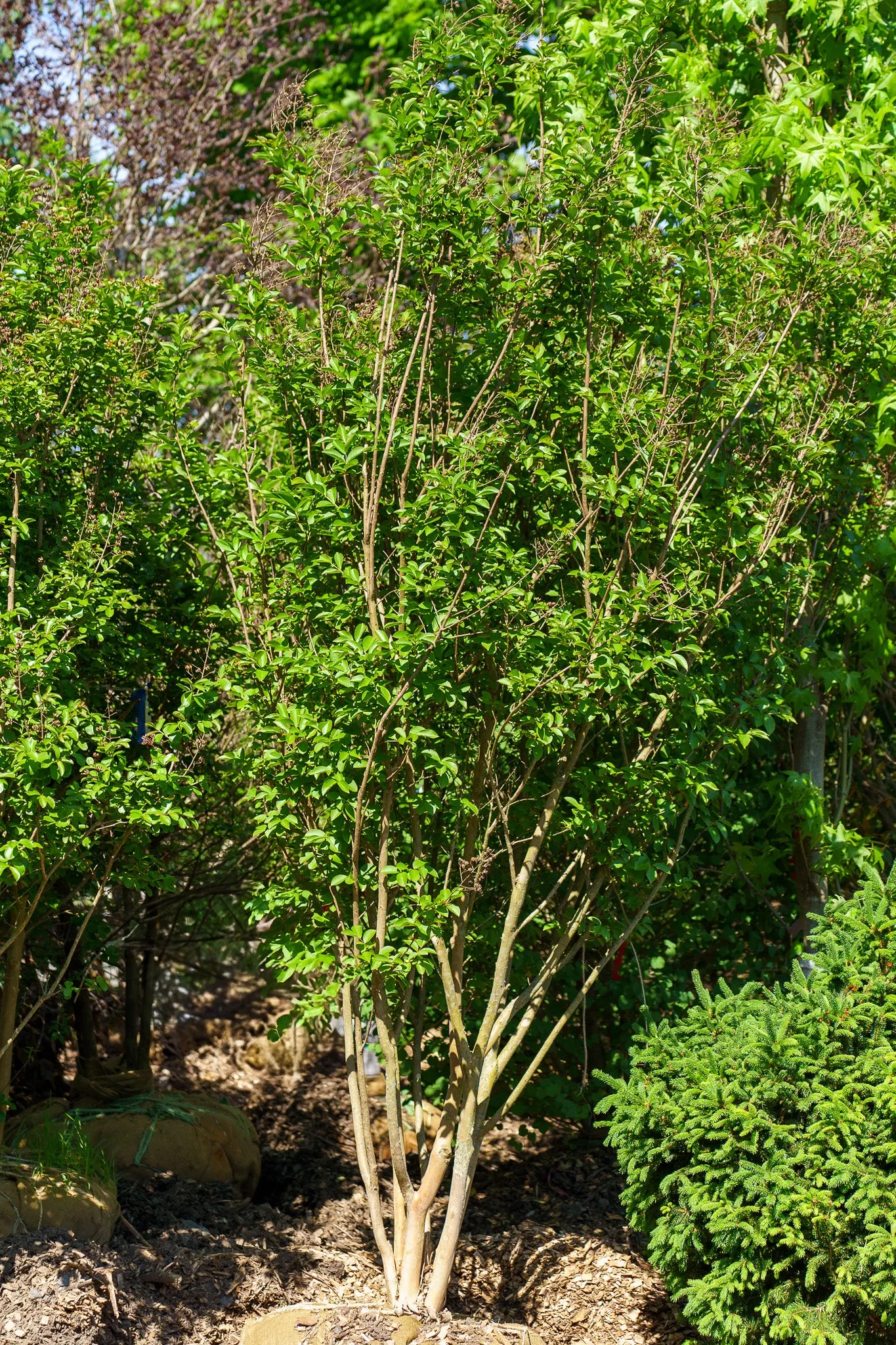 Natchez Crape Myrtle