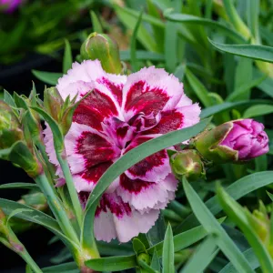 Odessa Pierrot Pinks
