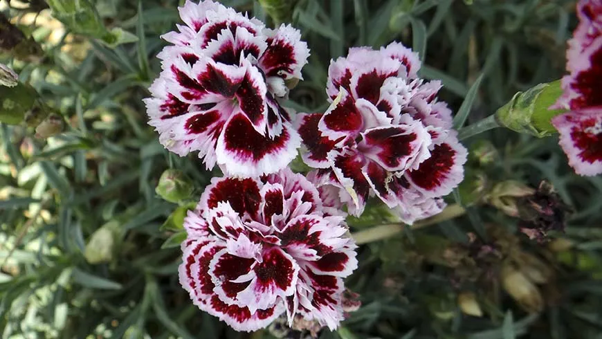 Odessa Pierrot Pinks