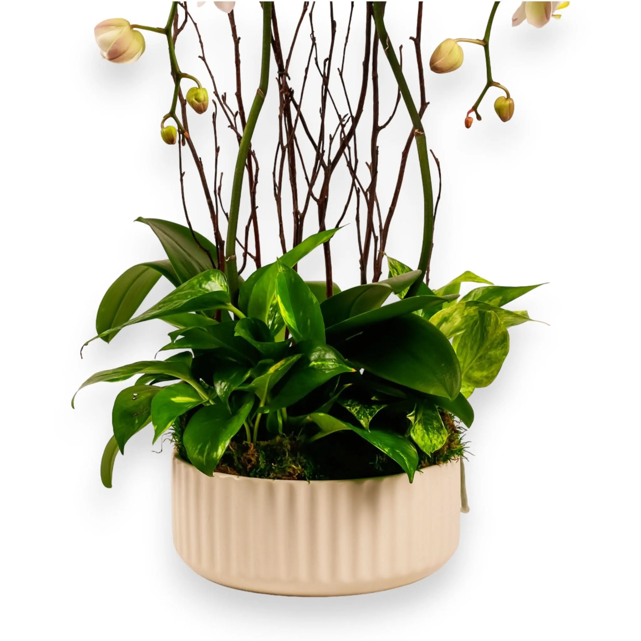 Orchid Dish Garden