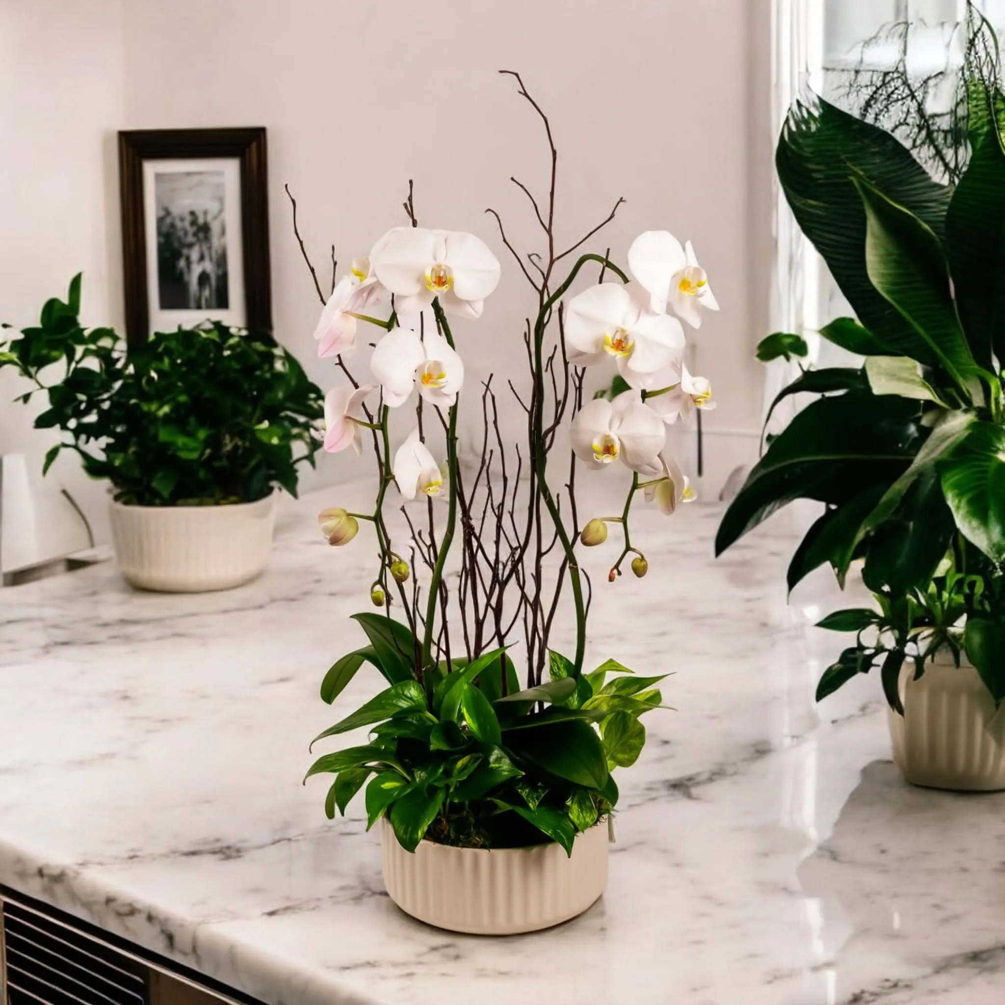 Orchid Dish Garden