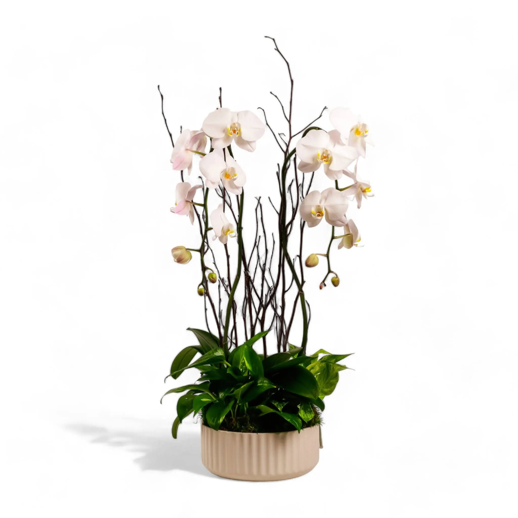 Orchid Dish Garden