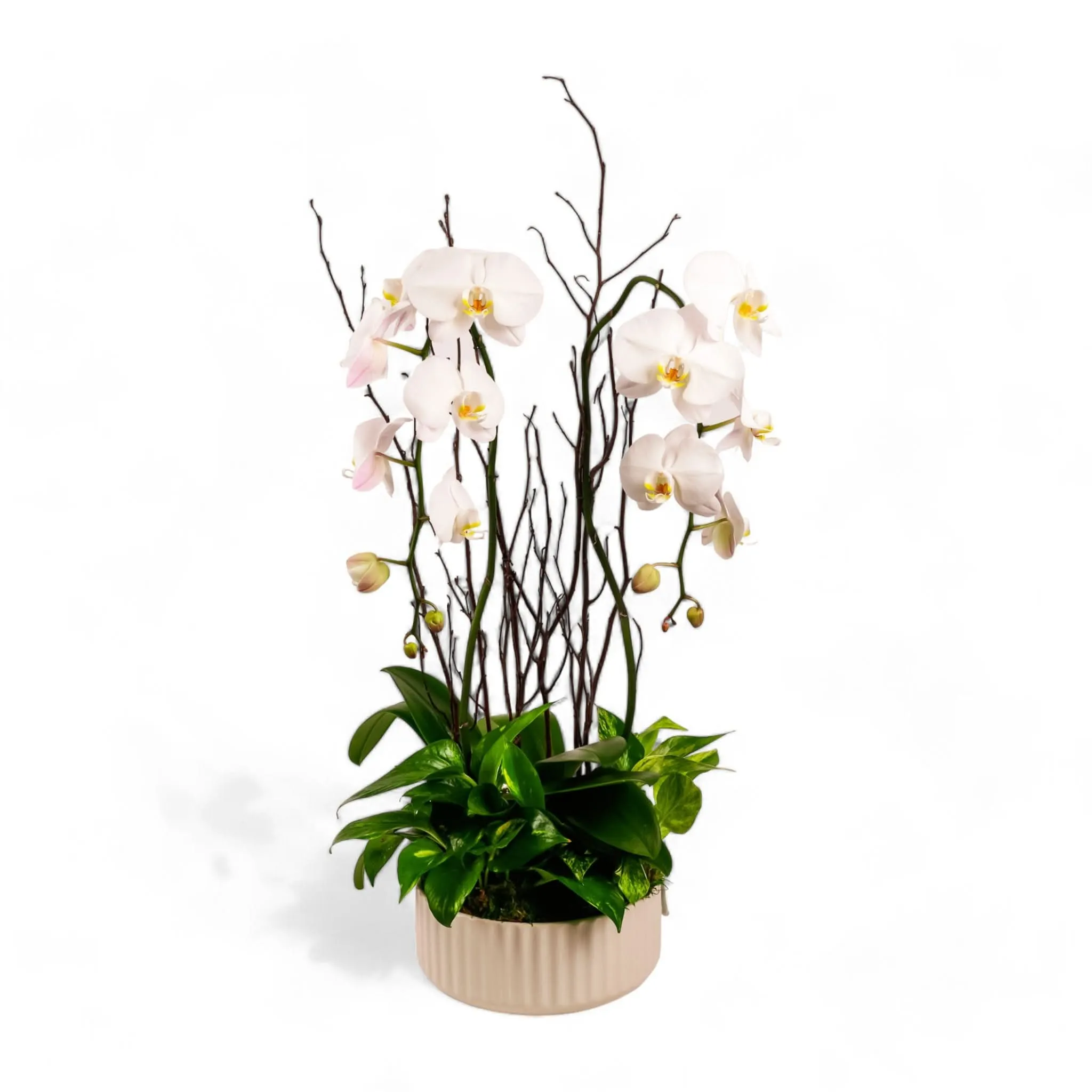 Orchid Dish Garden