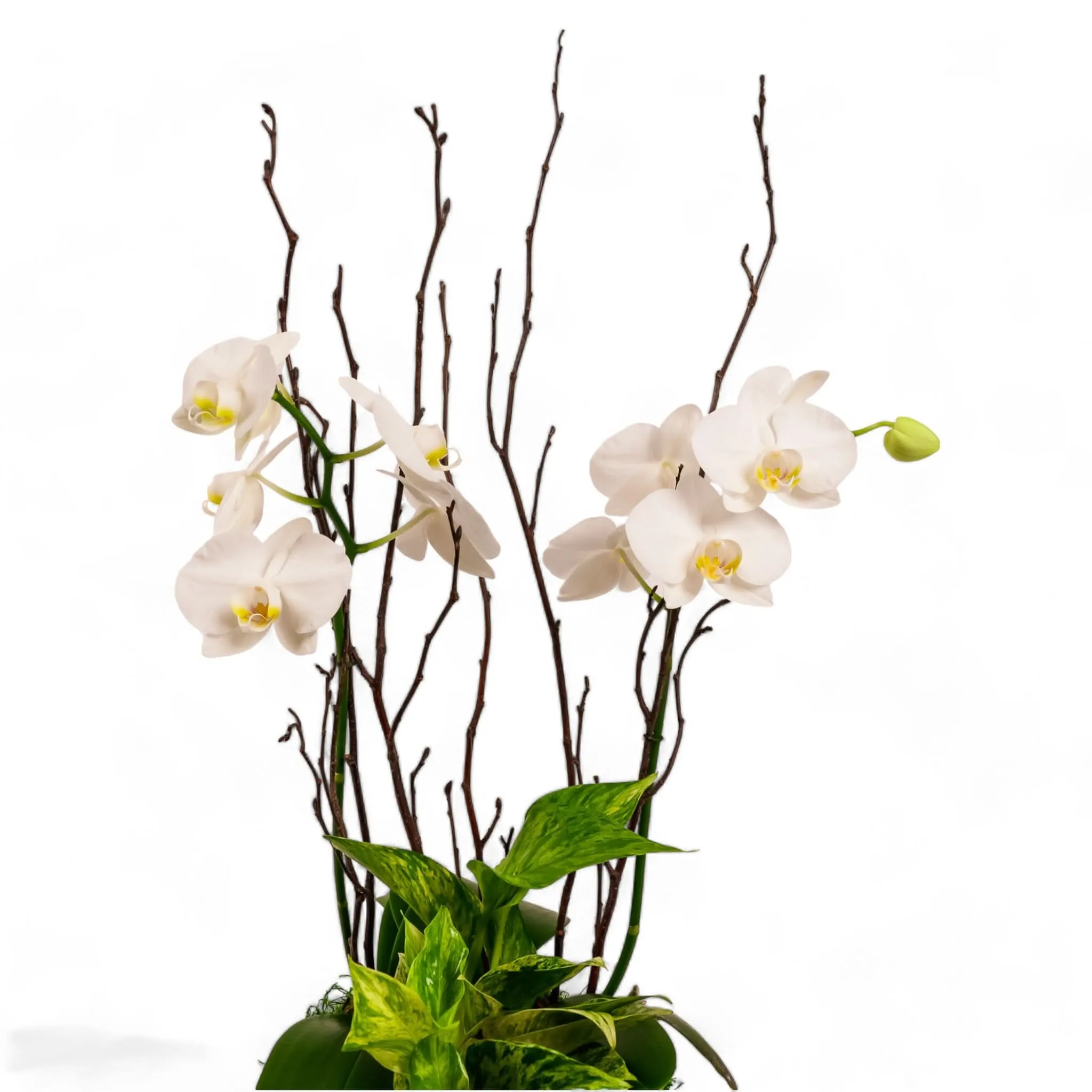 Orchid Dish Garden