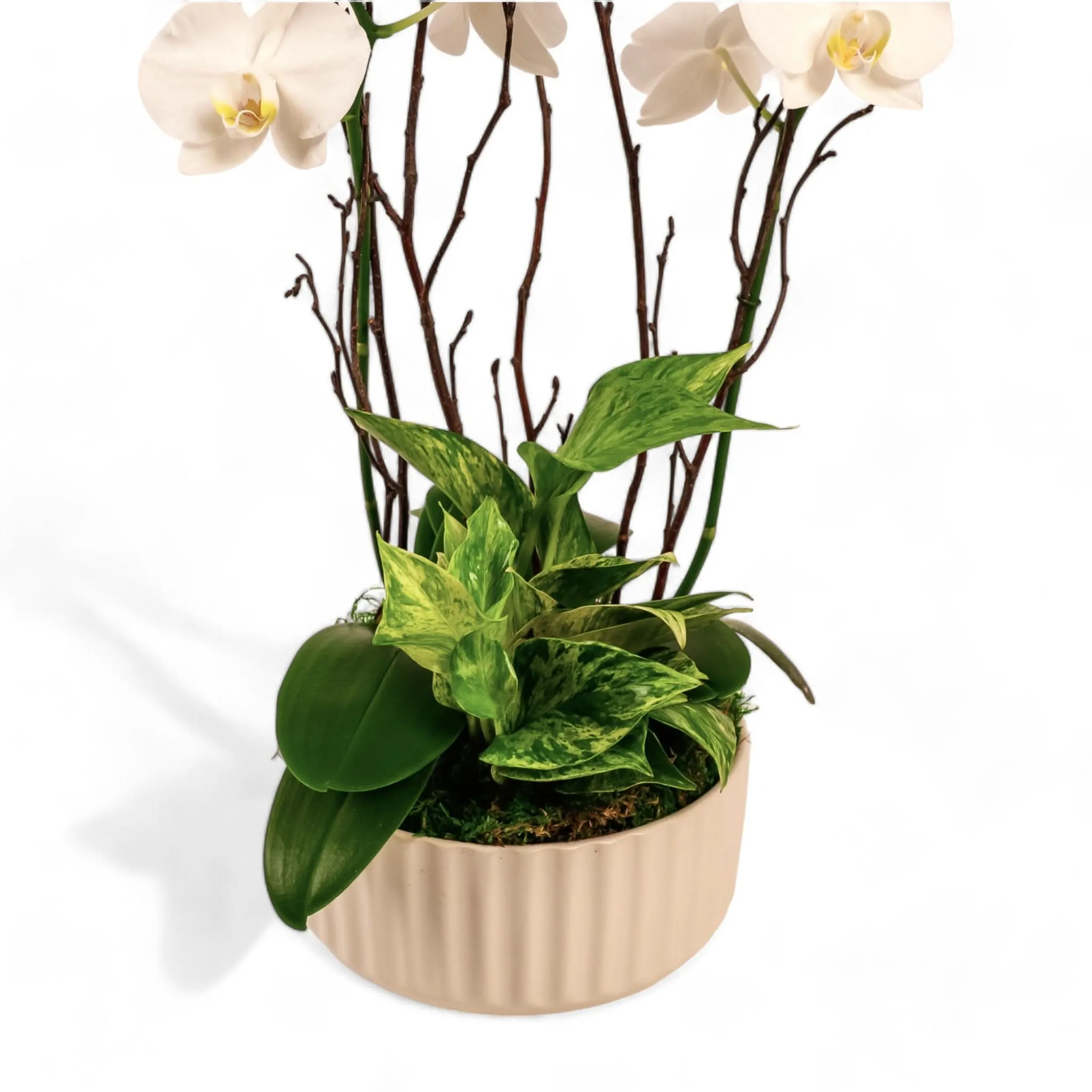 Orchid Dish Garden