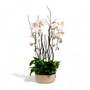 Orchid Dish Garden
