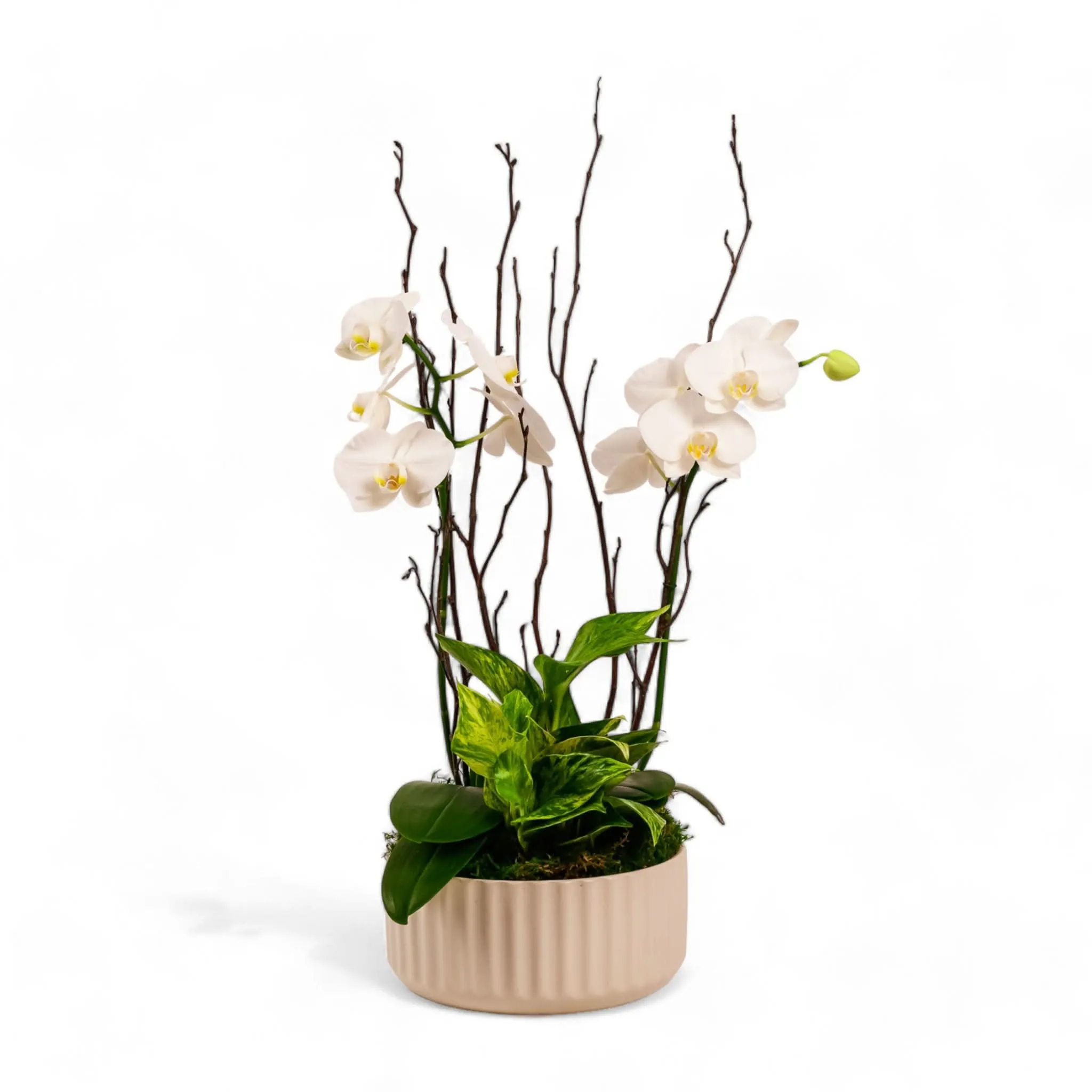 Orchid Dish Garden