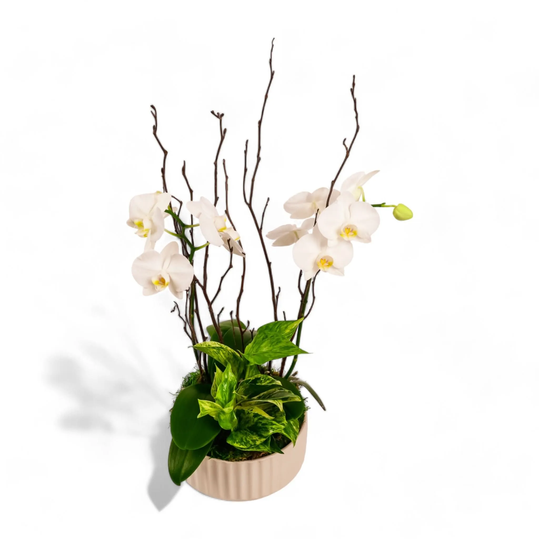 Orchid Dish Garden