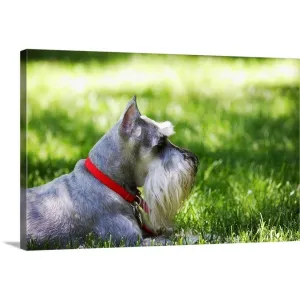 "A Schnauzer laying in the grass on a sunny day" Canvas Wall Art
