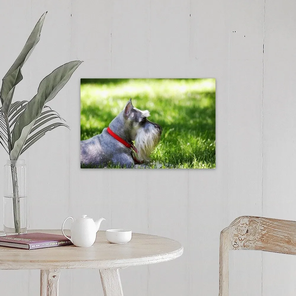 "A Schnauzer laying in the grass on a sunny day" Canvas Wall Art