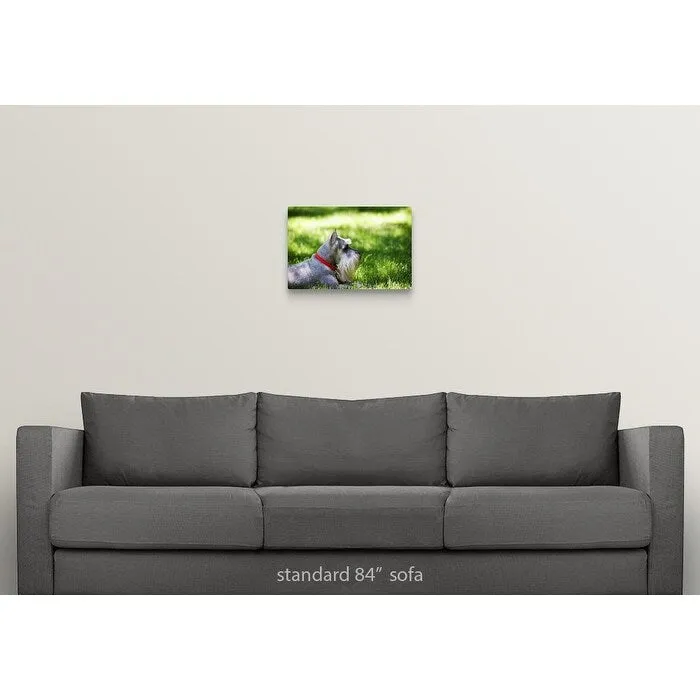 "A Schnauzer laying in the grass on a sunny day" Canvas Wall Art