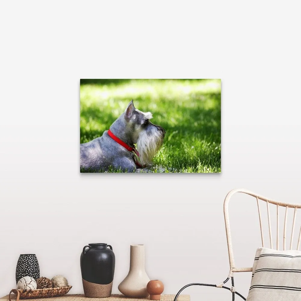 "A Schnauzer laying in the grass on a sunny day" Canvas Wall Art