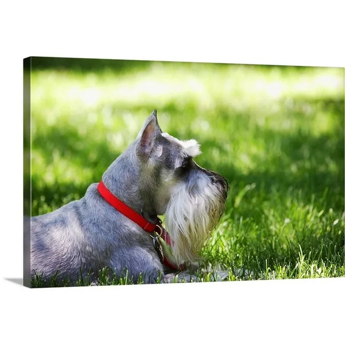 "A Schnauzer laying in the grass on a sunny day" Canvas Wall Art
