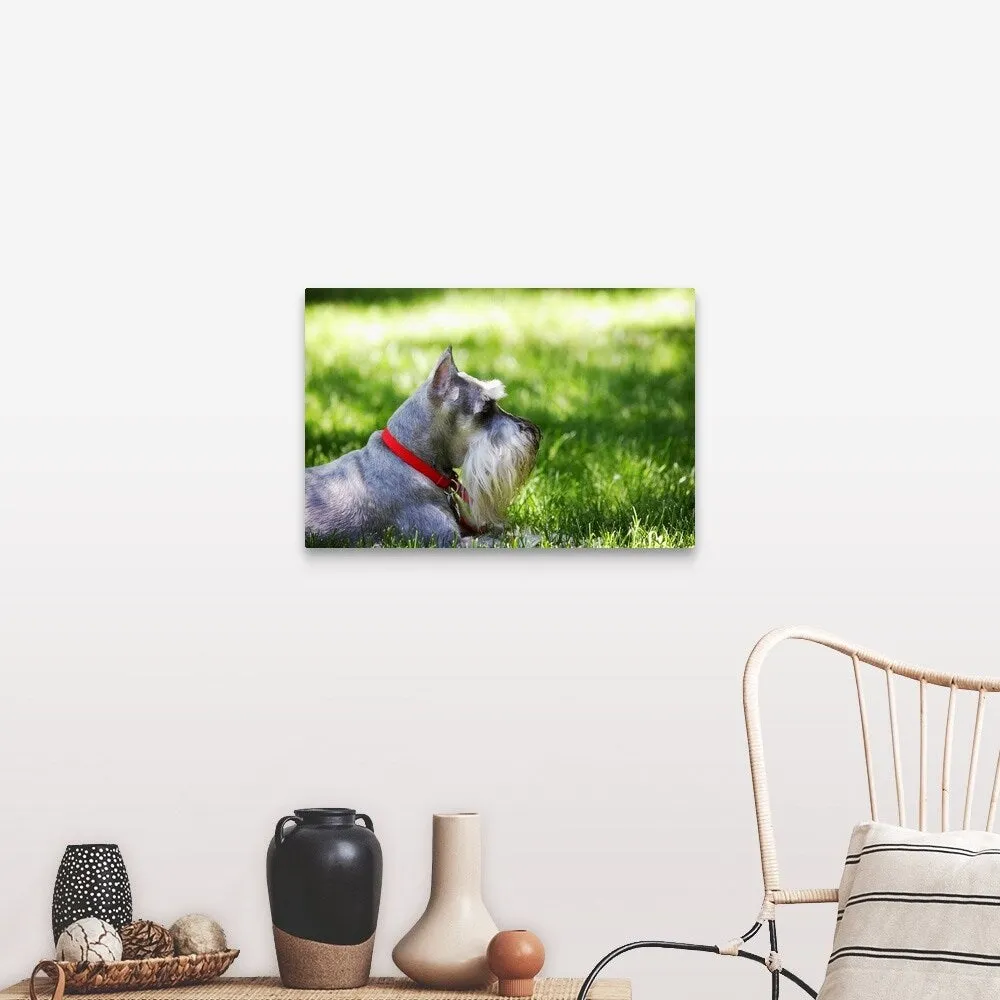 "A Schnauzer laying in the grass on a sunny day" Canvas Wall Art