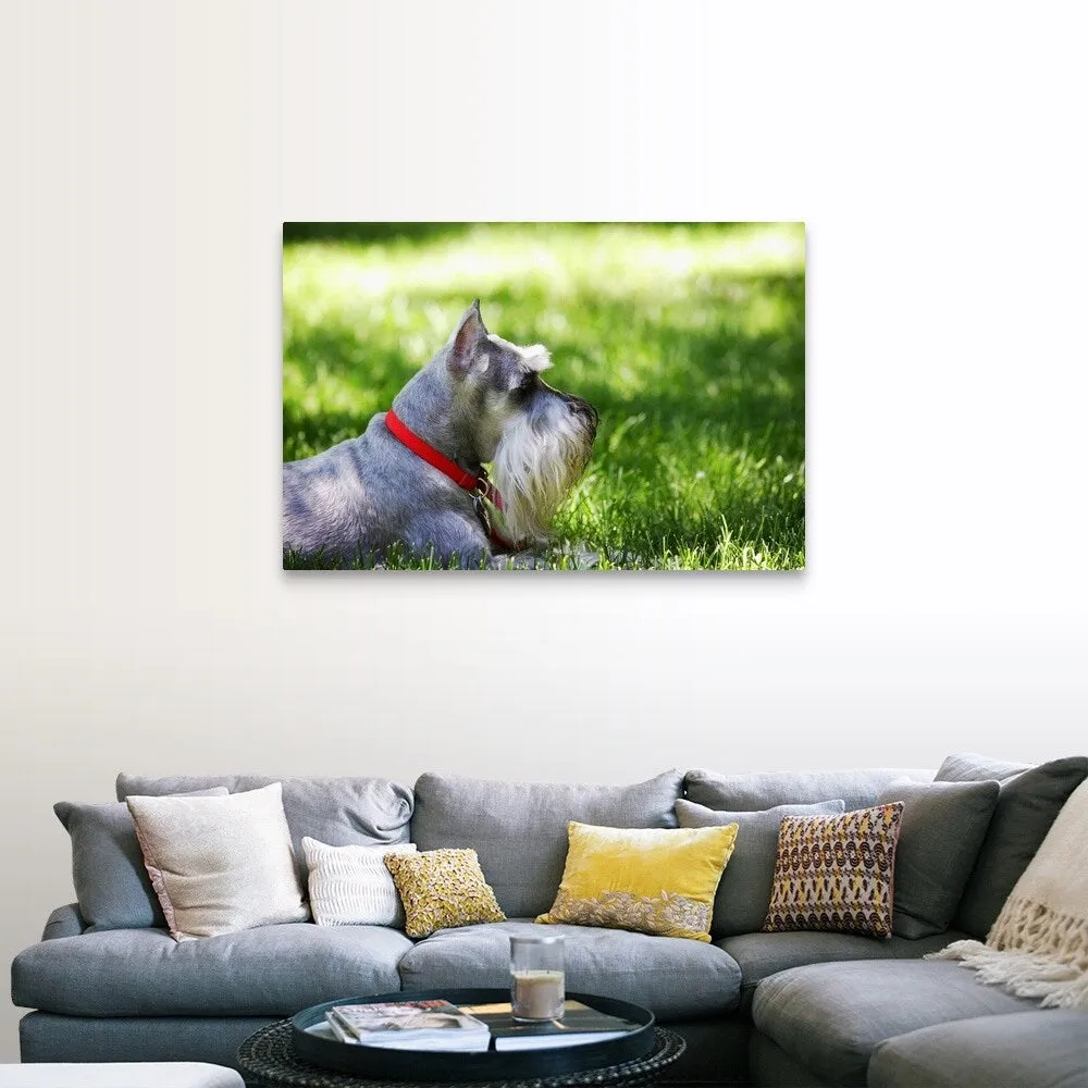 "A Schnauzer laying in the grass on a sunny day" Canvas Wall Art
