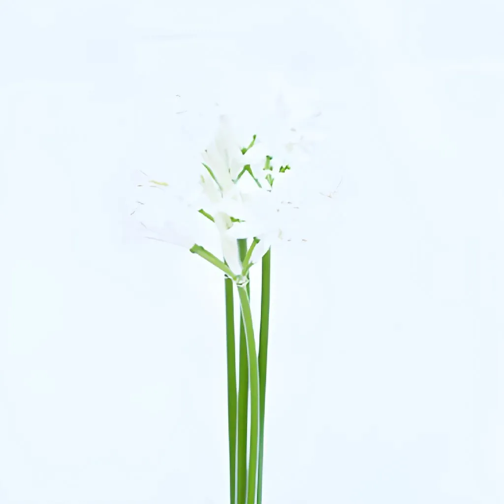 Snow White Nerine Flowers