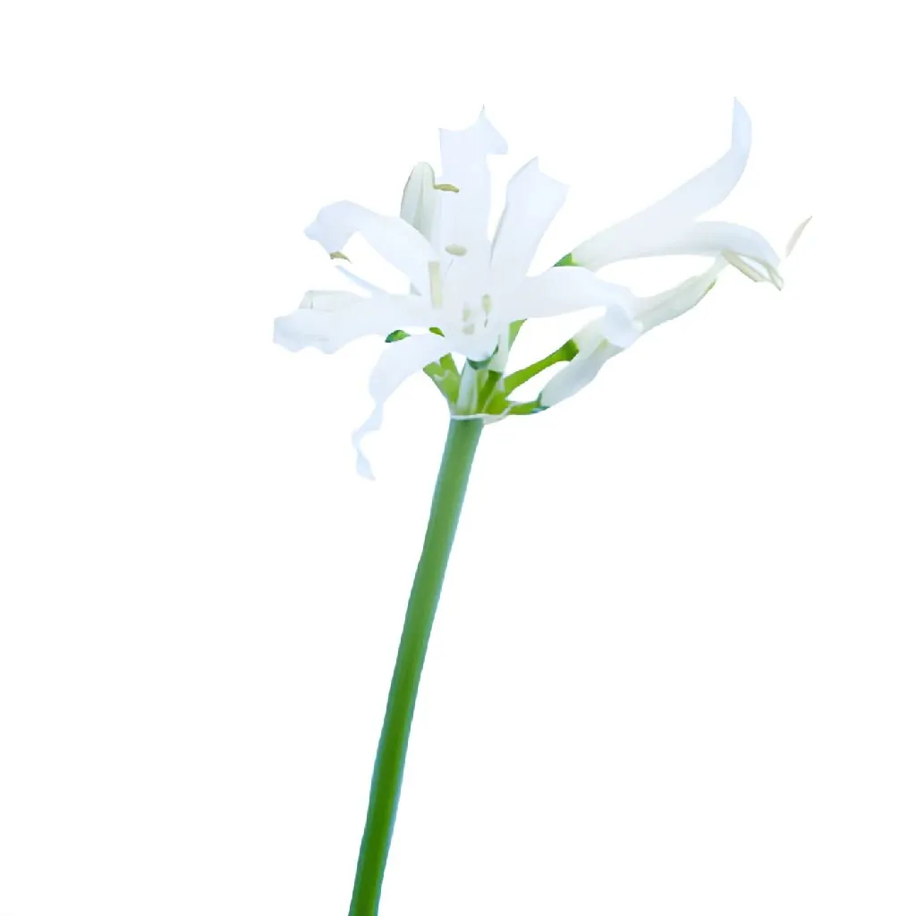 Snow White Nerine Flowers
